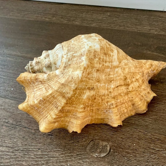 Big Sea Shell - Picture 1 of 12